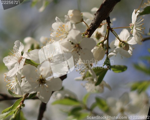 Image of cherry blossoms