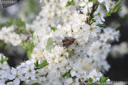 Image of chafer