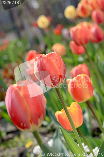 Image of Tulip