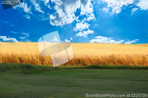 Image of wheat field