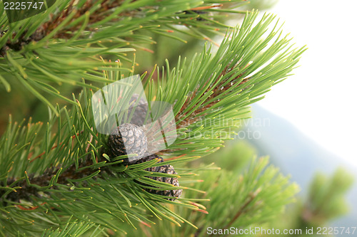 Image of  tree