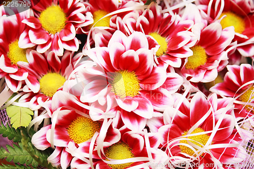 Image of chrysanthemum