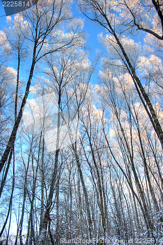 Image of Winter landscape