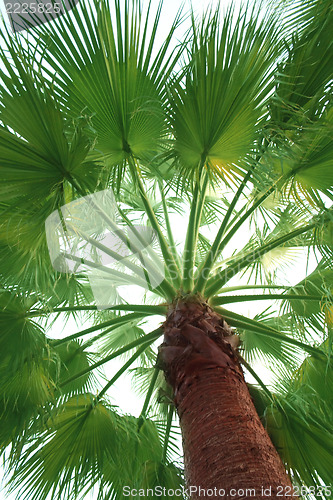 Image of Palm tree