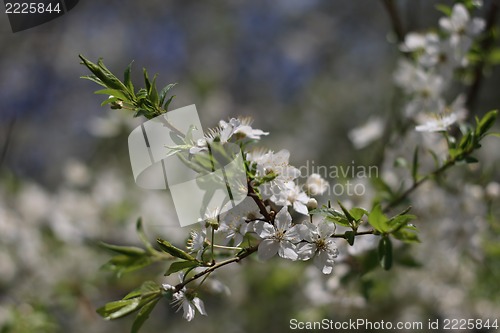 Image of cherry blossoms