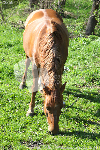 Image of horse