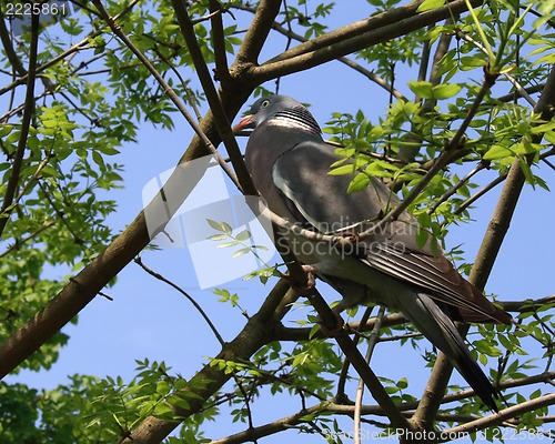 Image of dove in tree