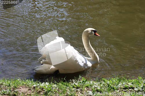 Image of swan