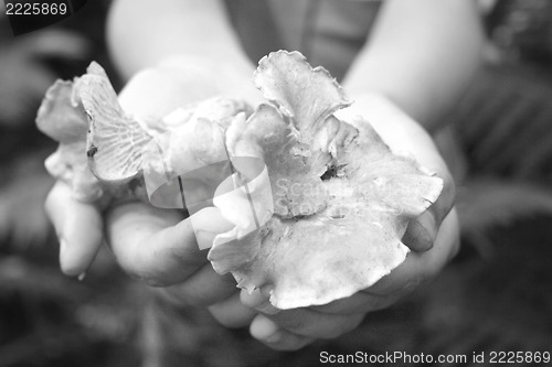 Image of chanterelle mushroom