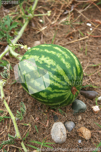 Image of watermelon