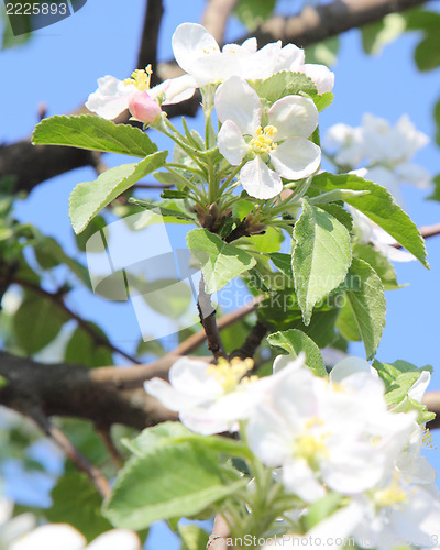 Image of apple blossom
