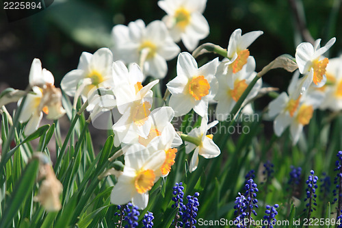 Image of Daffodil Flower 