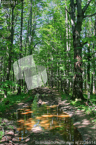 Image of Forest road 