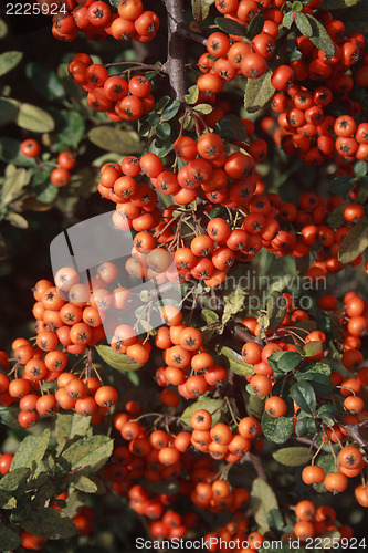 Image of red rowan