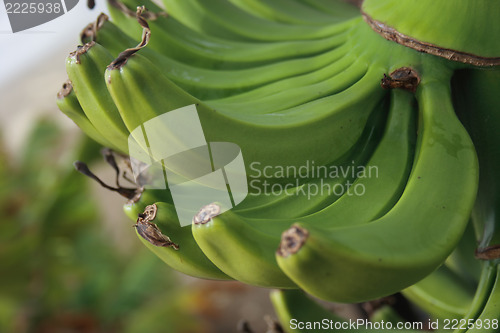 Image of bananas