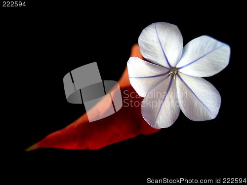Image of ''Leaf and flower 1''