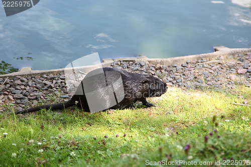 Image of Nutria