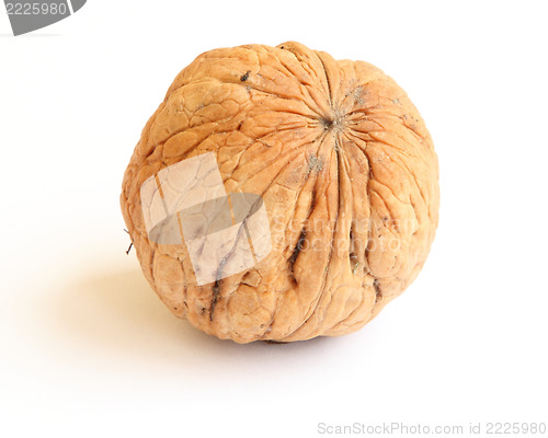 Image of walnut