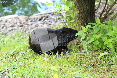 Image of Nutria