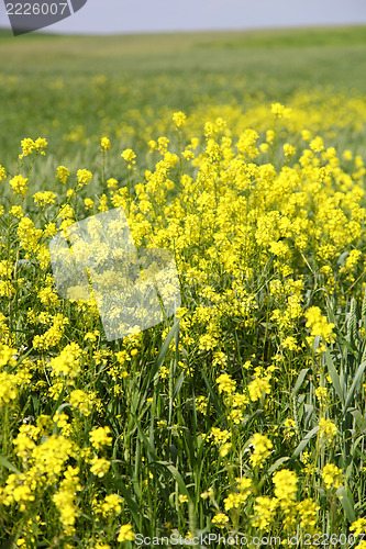 Image of rape field