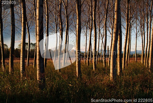 Image of paper birch plantation, Italy