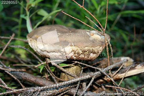 Image of white fungus