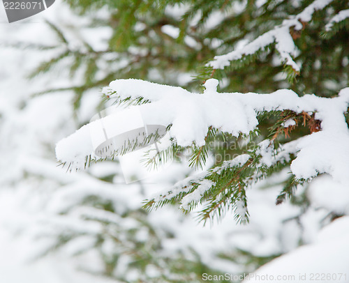 Image of Winter tree