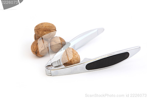 Image of nut shell
