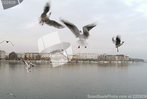 Image of Seagulls at Geneva Lake