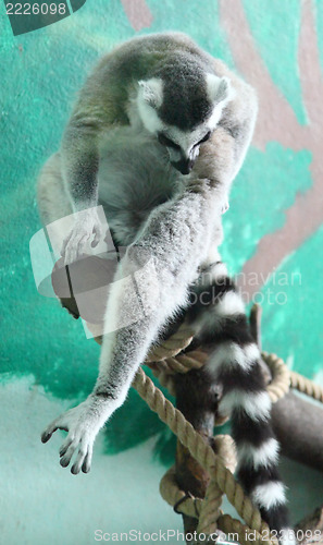 Image of lemur