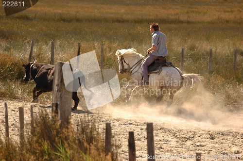 Image of Le Camargue2