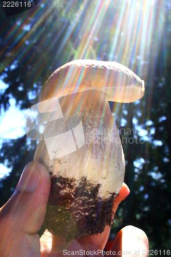 Image of mushroom