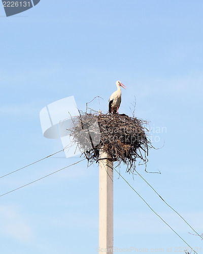 Image of Stork 