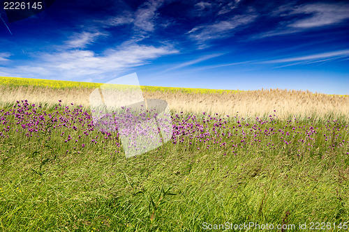 Image of rape field