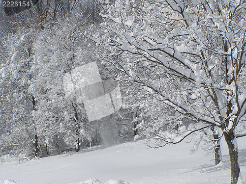 Image of Winter