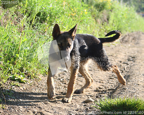 Image of little Shepherd