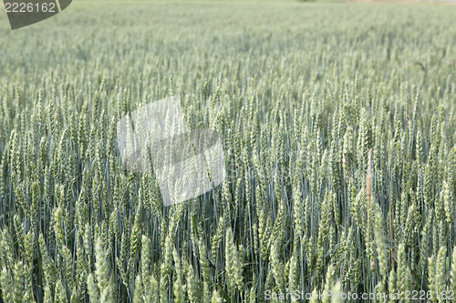 Image of wheat