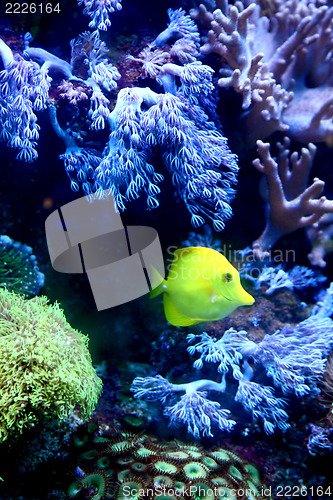 Image of  yellow fish 