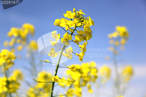 Image of rape field