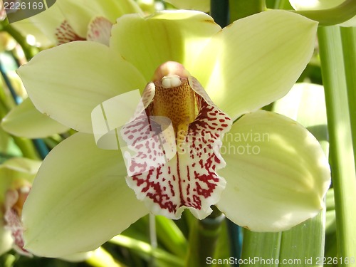 Image of orchid