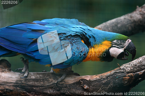 Image of parrot