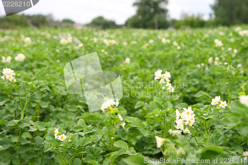 Image of potato