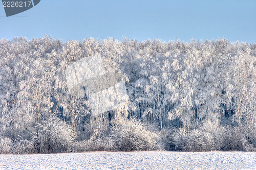 Image of Winter landscape