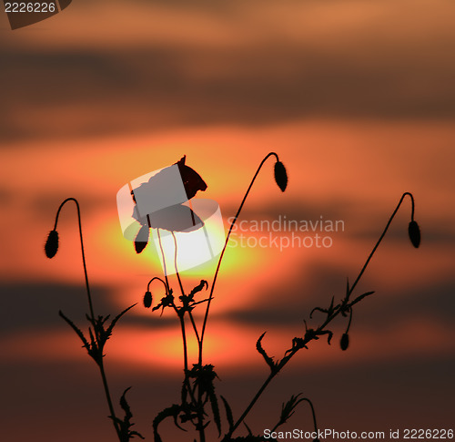 Image of red poppies