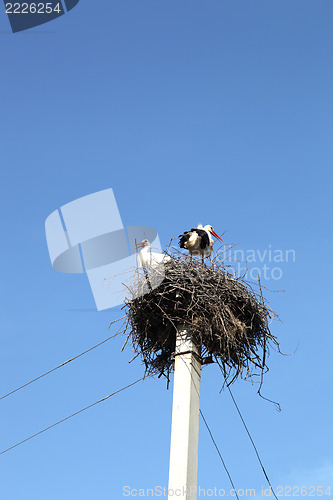 Image of Stork 