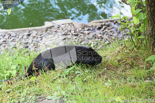 Image of Nutria