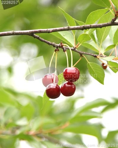 Image of cherries 