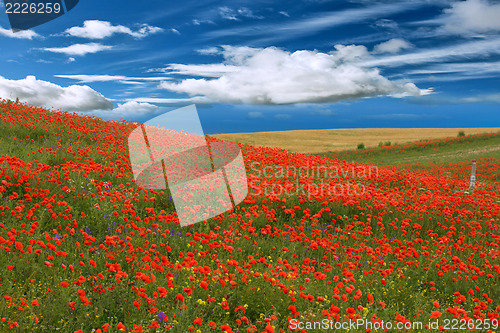 Image of red poppies