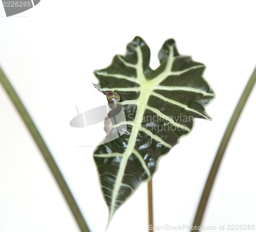 Image of Alocasia compacta