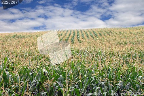 Image of Field corn 
